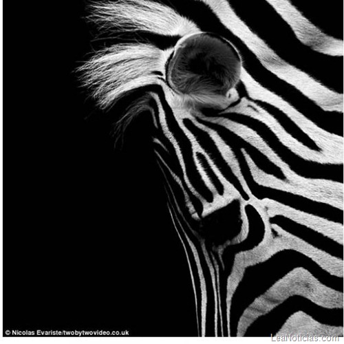 animales-blanco-negro-zoo-9