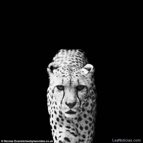 animales-blanco-negro-zoo12