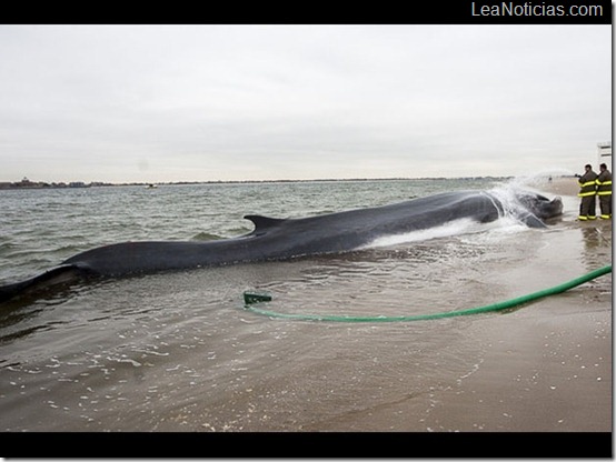 -_ballena_gigante.jpg_2033098437