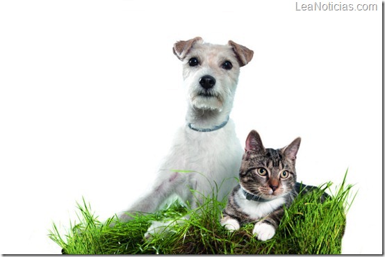 Dog and Cat in Grass