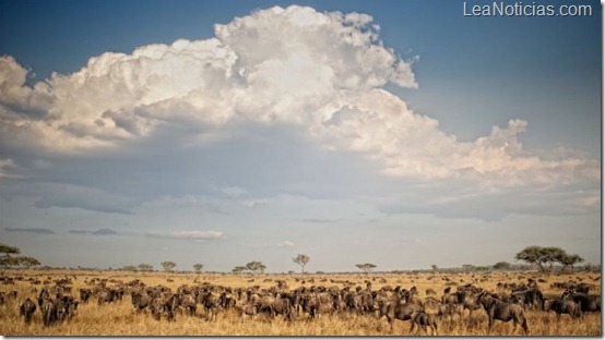 La gran migración del ñu en África Oriental