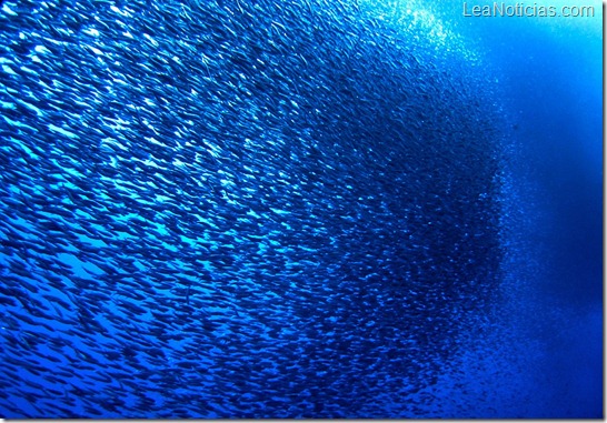 Los bancos de sardina, África del Sur