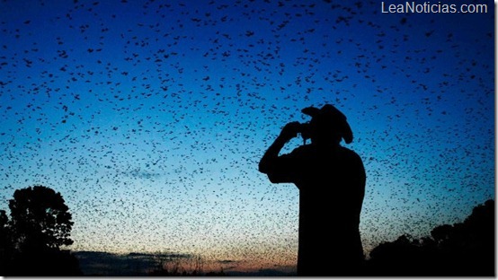 Sí, cinco millones de murciélagos pueden lucir bellos, tal y como sucede en Kasanka, Zambia