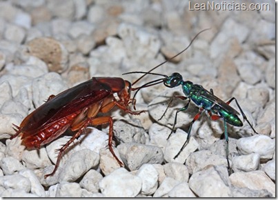 avispa-esmeralda-cucaracha