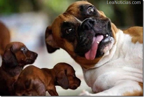 perro1 perro1