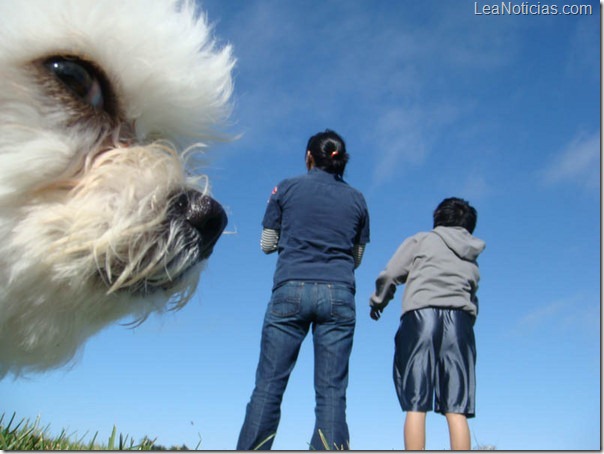 perro10 perro10