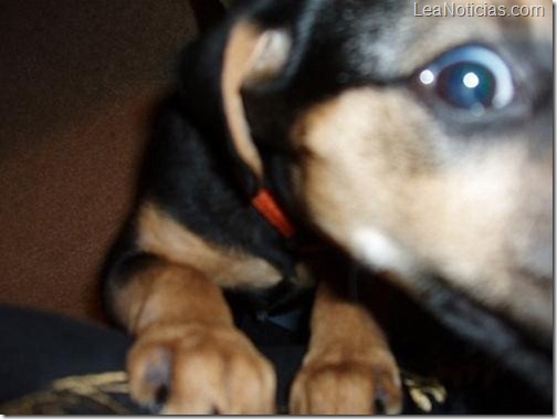 perro3 perro3