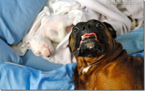 perro6 perro6