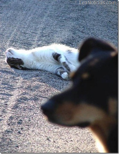 perro7 perro7