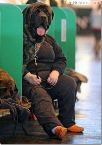 perro8 perro8