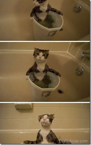 buen-baño-gatito