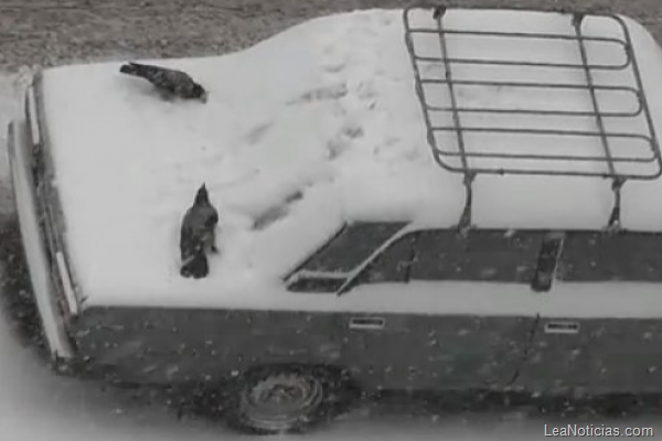 cuervos-carro-nieve