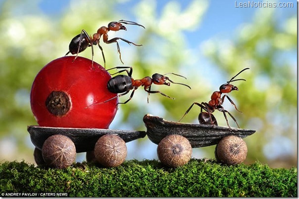 hormigas-fotos-fantasticas-Pavlov-Andre-1