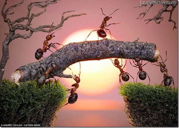 hormigas-fotos-fantasticas-Pavlov-Andre-2