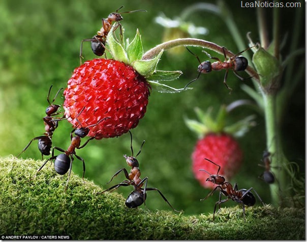 hormigas-fotos-fantasticas-Pavlov-Andre-3