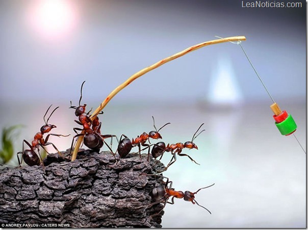 hormigas-fotos-fantasticas-Pavlov-Andre-4