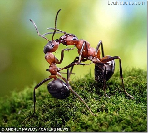 hormigas-fotos-fantasticas-Pavlov-Andre-6