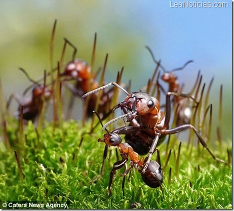 hormigas-fotos-fantasticas-Pavlov-Andre-7