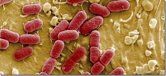 las-bacterias-tambien-se-estresan-antibioticos