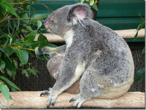 top-10-curiosidades-koala-animales-6