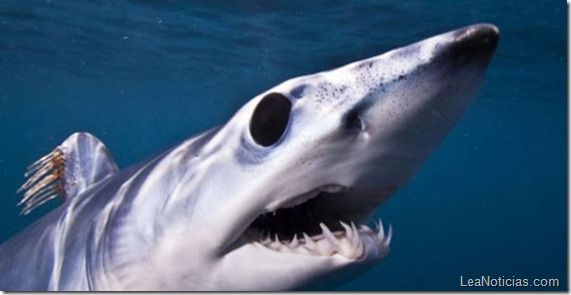 buzo-fotografia-tiburon-terrorifico