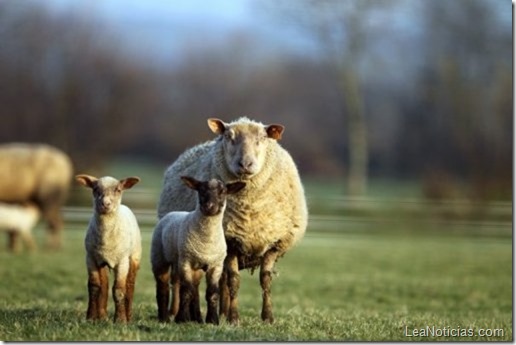 en-francia-cortaran-el-cesped-usando-ovejas