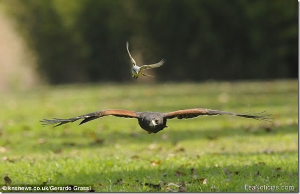 este-pajarito-ataco-a-un-halcon-para-proteger-a-sus-crias2