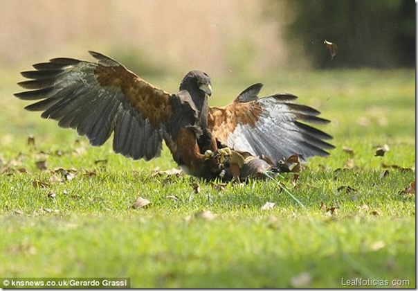 este-pajarito-ataco-a-un-halcon-para-proteger-a-sus-crias6