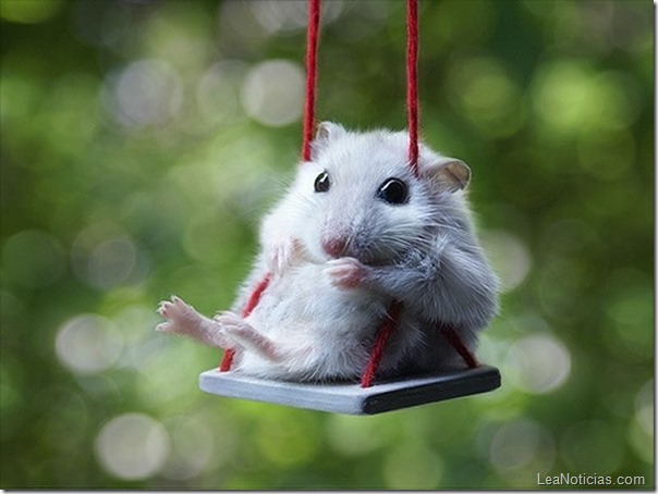 foto-tierna-un-hamster-columpiandose