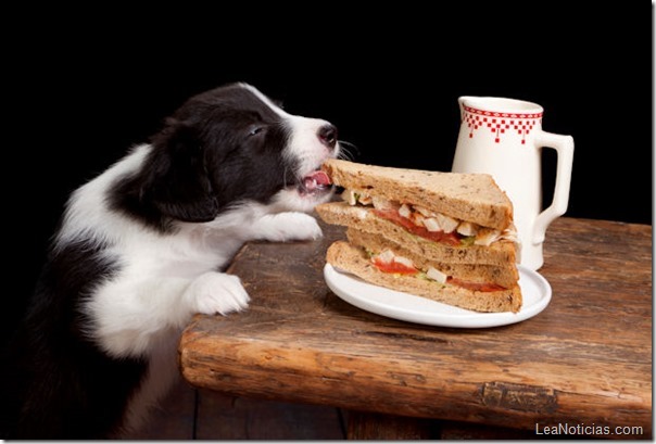 los-perros-tienen-mas-probabilidades-de-robar-comida-cuando-piensan-que-nadie-los-ve