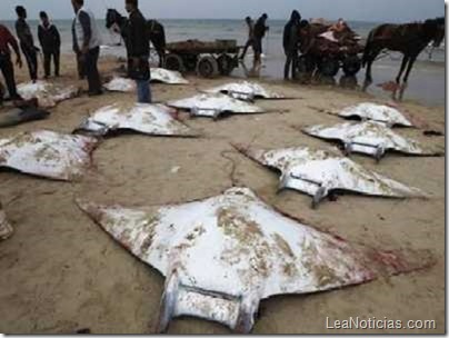 rayas-misterio-filas