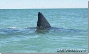 tiburones-costas-de-florida