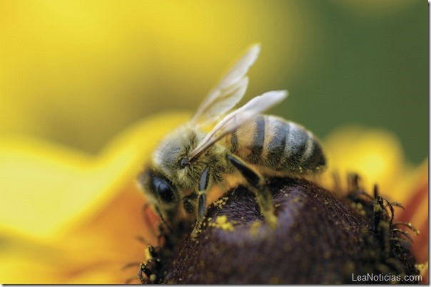 Por-que-estan-muriendo-las-abejas-1