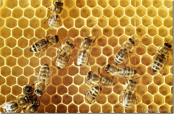 Por-que-estan-muriendo-las-abejas-2