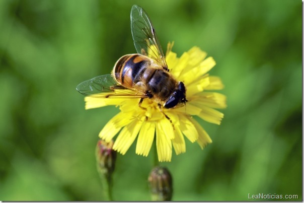 Por-que-estan-muriendo-las-abejas-5