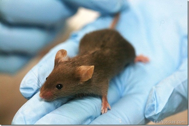 Raton-investigadores-cancer-mama