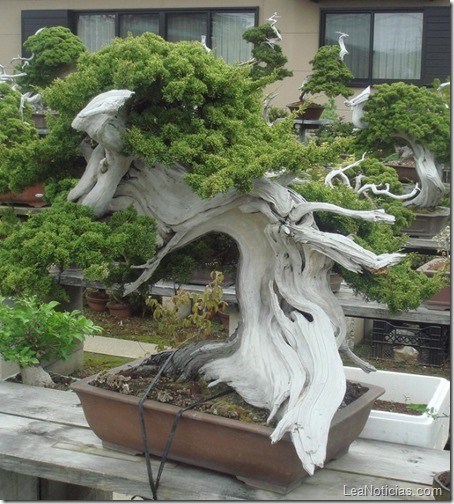 arbol-bonsai-150-anos-