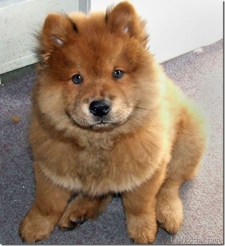 chow-chow