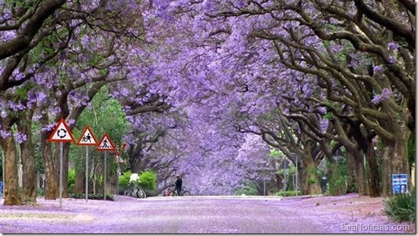 tunel-de-arboles-hermosos