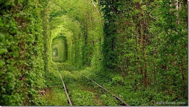 tunel-de-arboles-hermosos