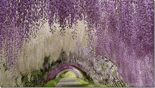 tunel-de-arboles-hermosos