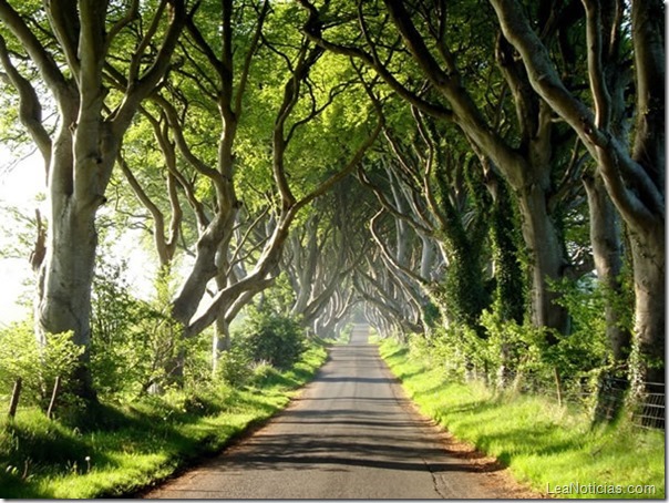 tunel-de-arboles-hermosos