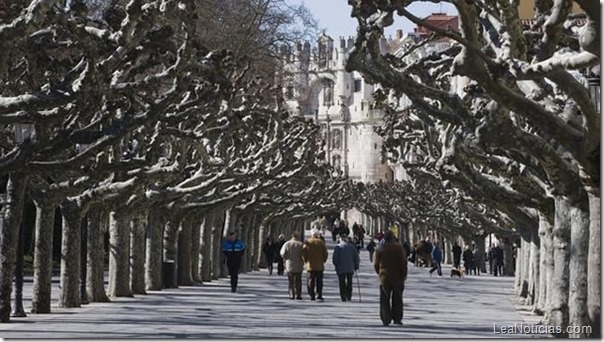 tunel-de-arboles-hermosos