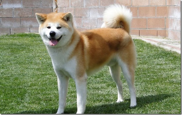 col-akita