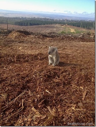 koala-pierde-casa
