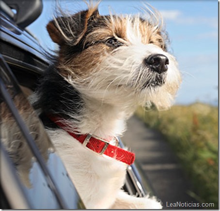 Dog sticking head out car window