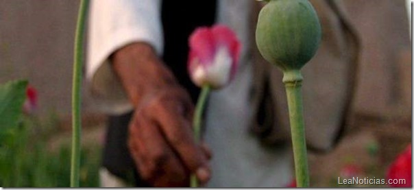 opio-afganistan-drogas