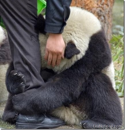 panda-asustado-terremoto-abrazado