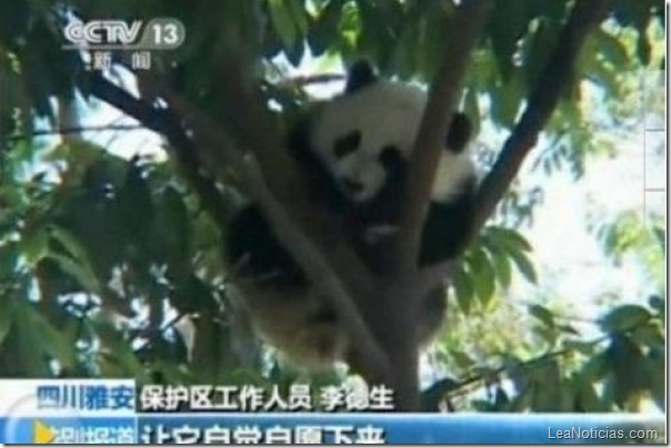 panda-asustado-terremoto