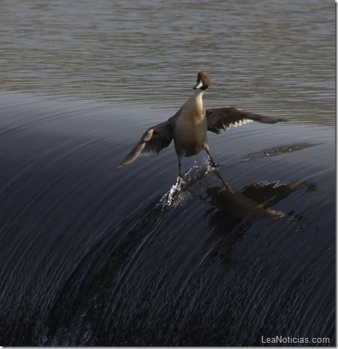 pato-surfista-impresionante